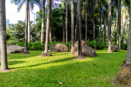 草地下午花园公园椰子树摄影图配图