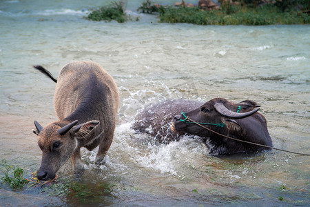 水里的两只牛下午水牛农村无摄影图配图
