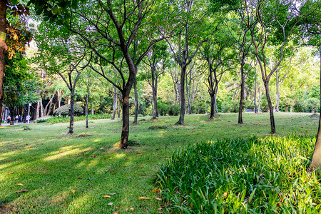 城市白天公园花园背景摄影图配图