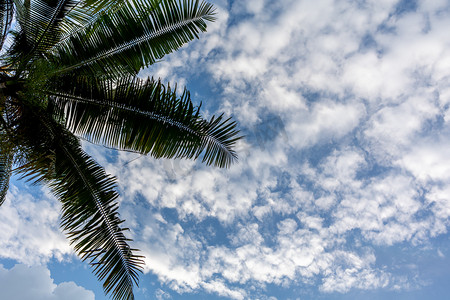 蓝天白天椰子树晴空背景摄影图配图
