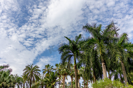 绿植清新背景摄影照片_城市下午椰子树绿植蓝天摄影图配图