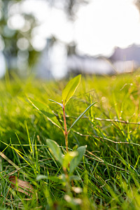 绿色清新草地背景摄影照片_草地绿化下午生命力生长摄影图配图