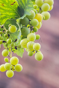 美食摄影照片_户外白天一串葡萄在夏天生长摄影图配图