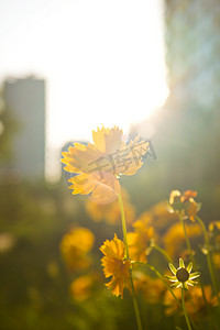 城市夕阳下的黄色雏菊户外摄影图摄影图配图