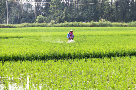 农民在稻田喷洒农药除虫劳作摄影图