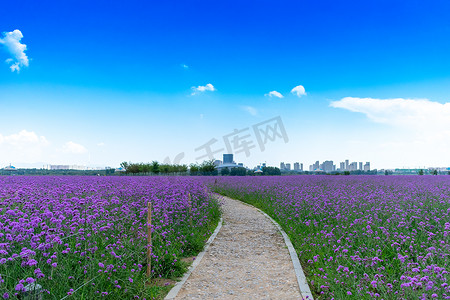 小路摄影照片_薰衣草花园摄影图