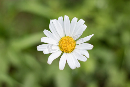 白花花的雪摄影照片_夏天小雏菊花蕊花朵白花摄影图配图