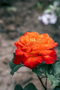 橘色月季花花圃植物花卉摄影图配图