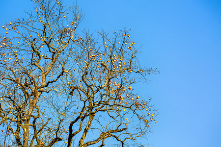 柿子树枝和蓝天摄影图