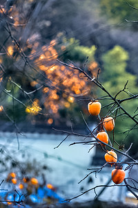 秋摄影照片_树枝房屋和柿子摄影图