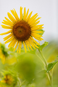清新黄色小花摄影照片_向日葵夏季花生态园盛放摄影图配图