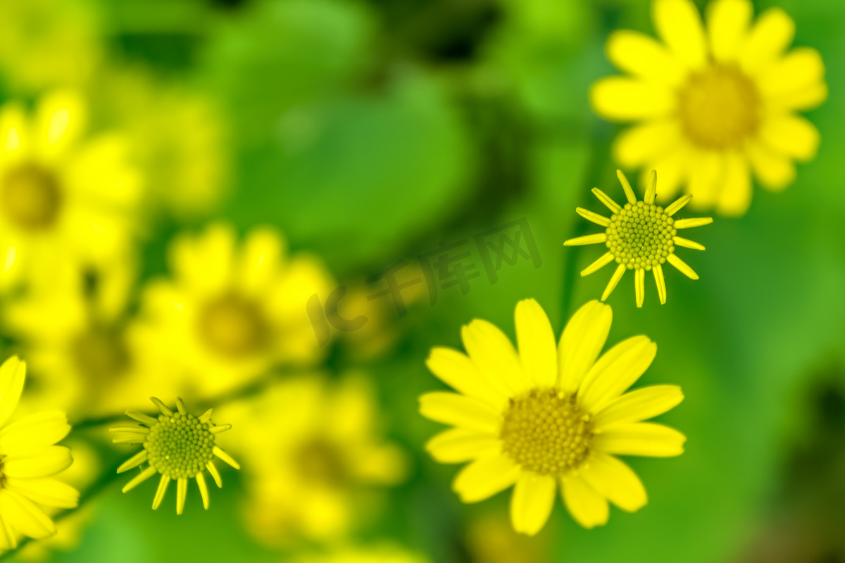 花蕾花蕊和叶子摄影图高清摄影大图 千库网