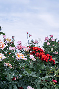 城市景色摄影照片_城市花卉植物花园月季花摄影图配图