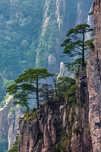 松树石头和山峰摄影图