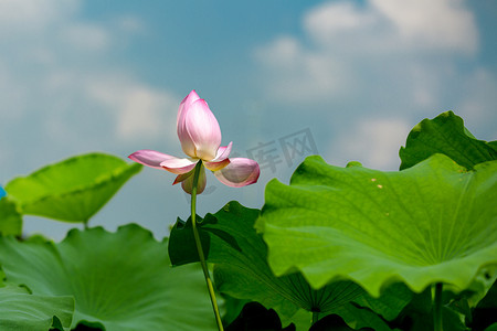 荷花小暑花朵公园盛放摄影图配图