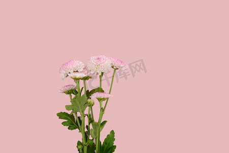 植物花卉白天雏菊粉色背景摆放摄影图配图