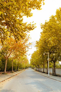 秋天寂静公路树木摄影图