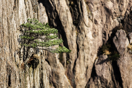 松树岩石和阳光摄影图