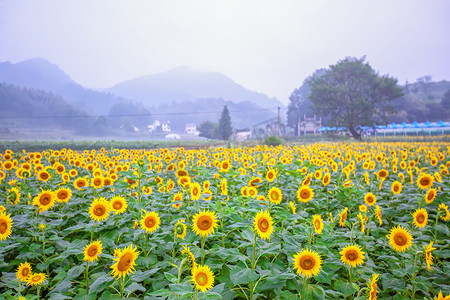 立夏早晨向日葵山区无摄影图配图