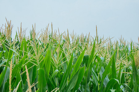 玉米秸秆绿摄影图