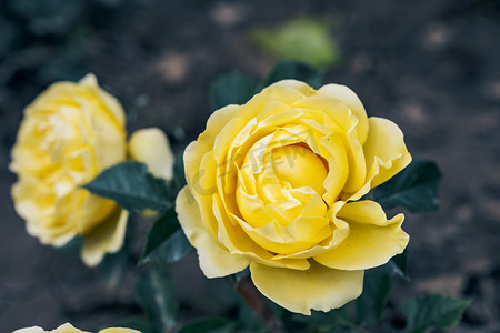 黄色公园花卉植物月季摄影图配图