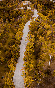 枫叶摄影照片_唯美秋天树林道路航拍摄影图