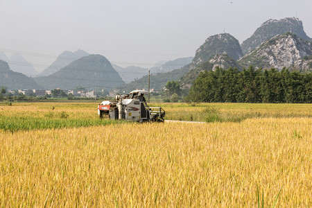 河南小麦丰收摄影照片_农村水稻丰收收割机摄影图