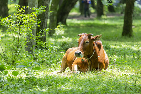 牛摄影照片_牛树木和草地摄影图