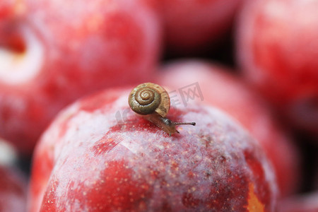 水果摄影照片_果子上蜗牛摄影图