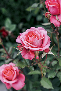 植物节气摄影照片_花园漂亮红色月季花植物摄影图配图