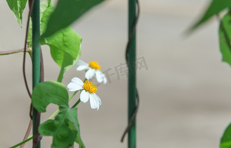 盛开白色小花摄影图