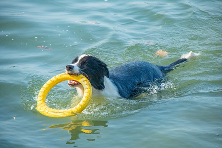 水中游泳狗摄影图