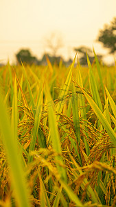 秋天丰收稻子摄影图