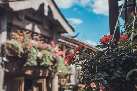 云南花市摄影照片_云南花城花巷街道转角摄影图