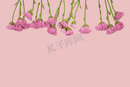 植物白天雏菊粉色背景上摆放摄影图配图