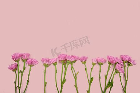 艺术植物白天雏菊粉色背景摆放摄影图配图
