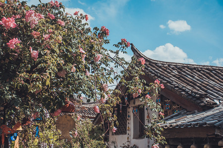 云南古镇与鲜花花卉摄影图