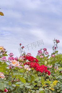 花园花卉植物美丽的月季花摄影图配图