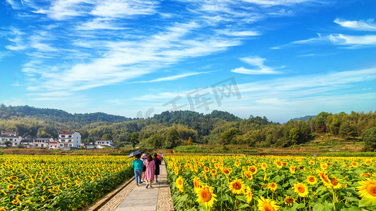 夏季上午向日葵山区行走摄影图配图