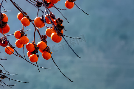 秋天树枝树枝摄影照片_柿子和树枝摄影图