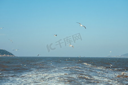 大海中的海鸥中午海鸥大海摄影图配图