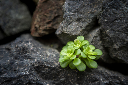 石缝里的多肉植物下午植物石墙无摄影图配图