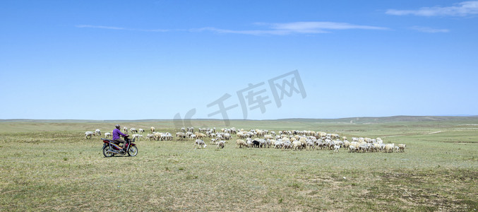 放牧图摄影照片_草原放牧上午羊群夏季素材摄影图配图