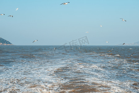 海洋中的海鸥下午鸟大海无摄影图配图