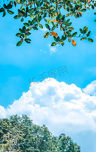 夏日清新蓝天白云植物摄影图配图