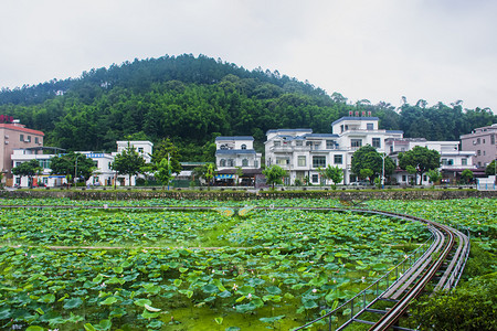 广州市花都区红山村荷花池打卡点摄影图配图