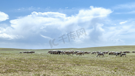 昭和摄影照片_草原牧场上午羊群夏季素材摄影图配图