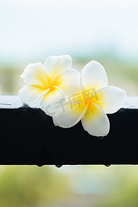 黄色绿色花朵摄影照片_热带植物白天两朵鸡蛋花户外栏杆静物摆拍摄影图配图