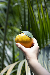 小暑清晨橙子窗边手拿着摄影图配图