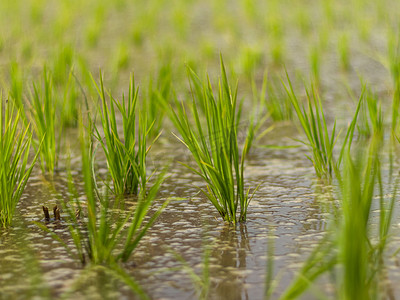 禾苗